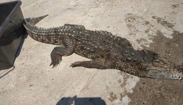Крокодила-утікача на Арабатській Стрілці витягли з води вже мертвим