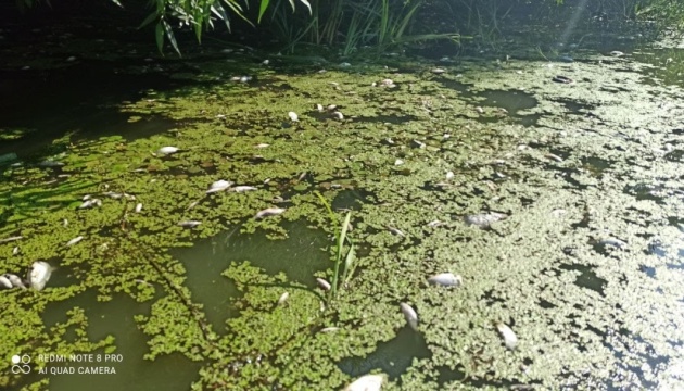 У житомирській річці Тетерів виявили масову загибель риби