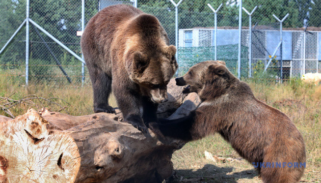 Джекпот для Мальвіни та Михасика: бій за права ведмедів триває