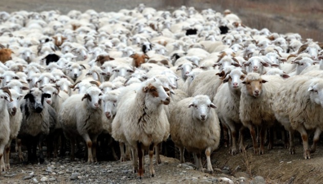 Блискавка вбила більш як пів тисячі овець у Грузії