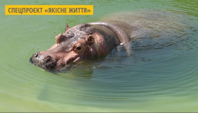 У Харківському зоопарку переселили у нові вольєри бегемотиху і нільських крокодилів