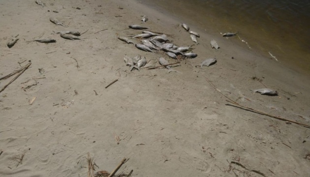 У Дніпрі поблизу Черкас виявили вражену паразитами рибу