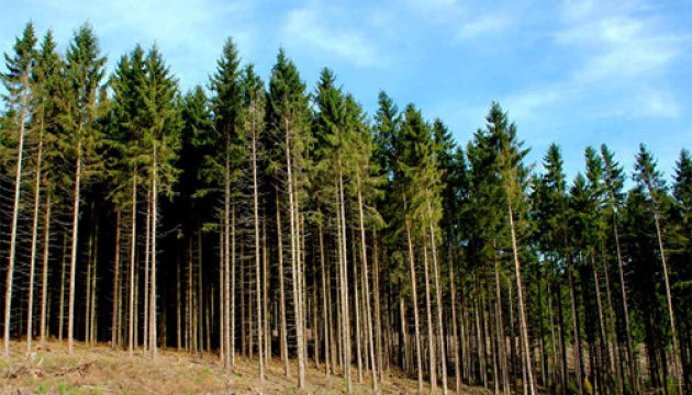 На Херсонщине три тысячи гектаров соснового леса повреждены вредителями