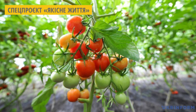 Мешканець Тернопільщини вирощує велетенські помідори