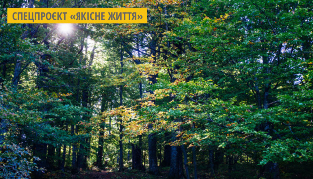 На Житомирщині проклали лісову стежку для бігу та прогулянок у формі карти України