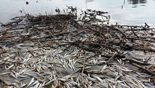На Дніпропетровщині через масовий мор загинула майже тонна риби