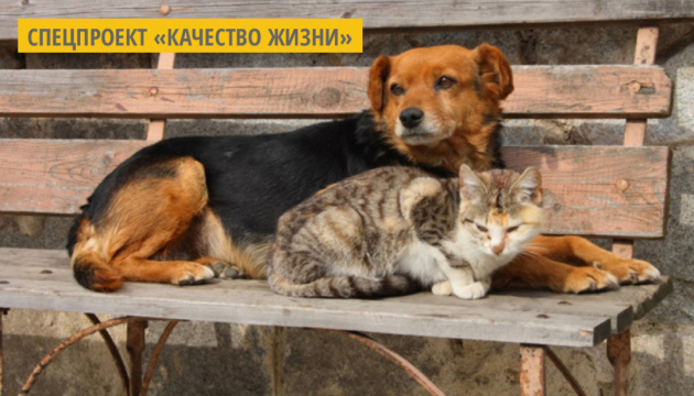 Ужгородский приют для животных «Барбос» начал акцию по сбору средств Ужгородский приют для животных «Барбос» начал акцию по сбору средств