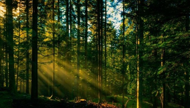 Fast 250 Mio. Bäume innerhalb des Jahres in der Ukraine gepflanzt