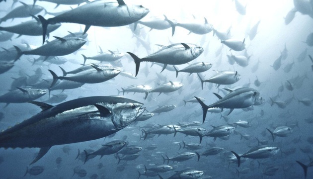 Вчені заявляють, що популяція тунця починає відновлюватися 