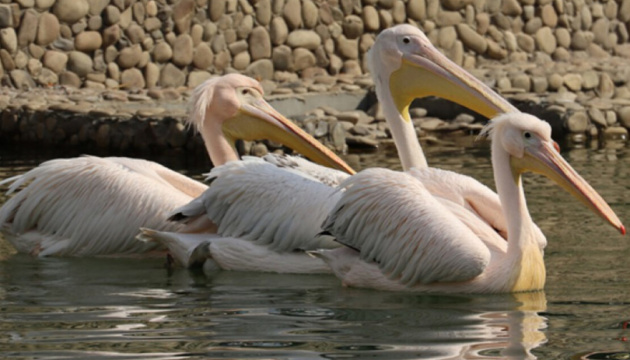 Пеліканів та бакланів випустили до відкритого вольєру в Харківському зоопарку