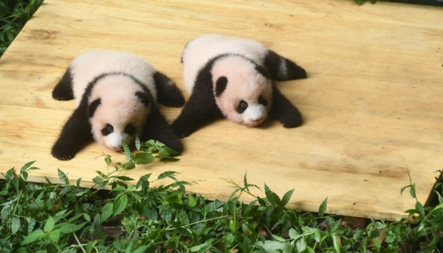 Зоопарк у Китаї показав панд-близнюків, які народилися 100 днів тому