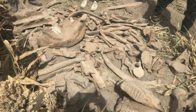 Турецькі археологи розкопали скелет слона, який жив тисячі років тому