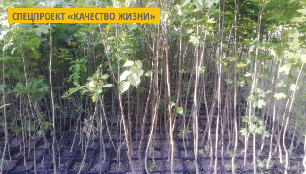 Киевлянам бесплатно раздают саженцы деревьев Киевлянам бесплатно раздают саженцы деревьев