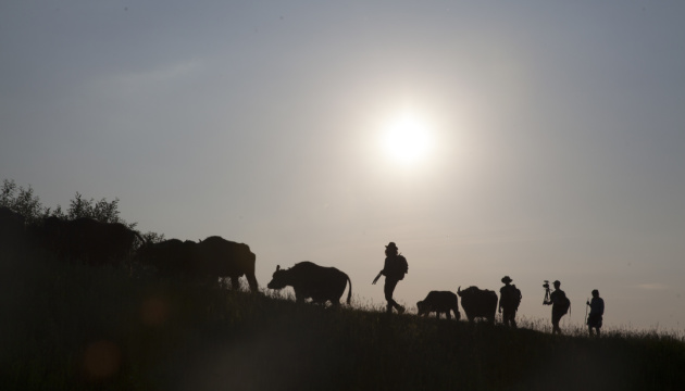 Фільм про рідкісних карпатських буйволів вийде на великі екрани у жовтні
