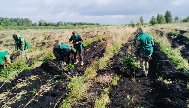 „Grünes Land“: 1 Million Baumsetzlinge in Oblast Wolhynien eingepflanzt