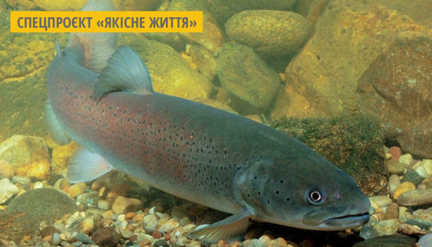 У карпатські річки випустили понад 25 тисяч мальків червонокнижного лосося