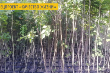 На Донетчине горняки превращают шахтный террикон в зеленую гору