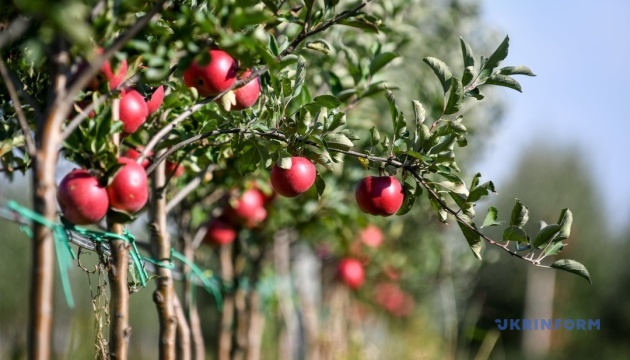 Яблоневые сады в Винницкой области могут выкорчевать на около 3 тысячах гектаров