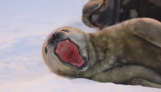 Здорові, вгодовані й активні: поблизу «Академіка Вернадського» народилися тюленята
