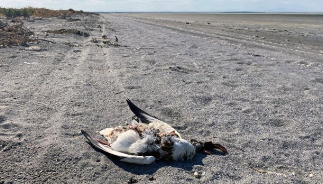 На узбережжі Сиваша в окупованому Криму масово гинуть птахи