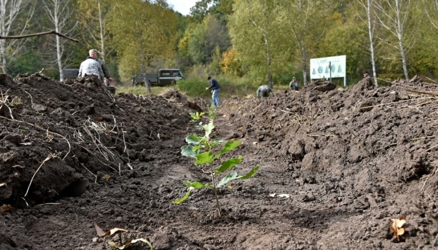 „Grünes Land“: Tausend Eichenbäume in Region Tscherkassy gepflanzt