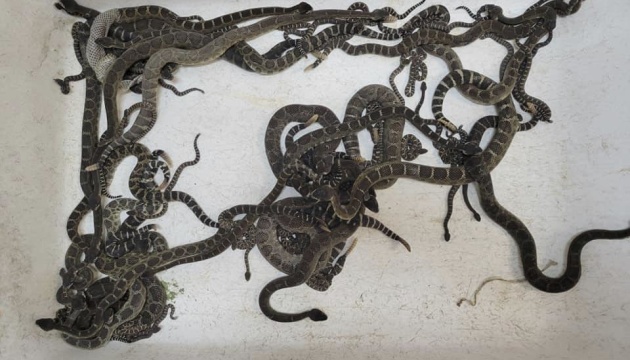 У США під будинком знайшли понад 90 гримучих змій