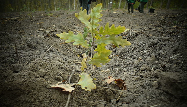 Aufforstungsaktion in Region Schytomyr: 1 Mio. Bäume an einem Tag gepflanzt