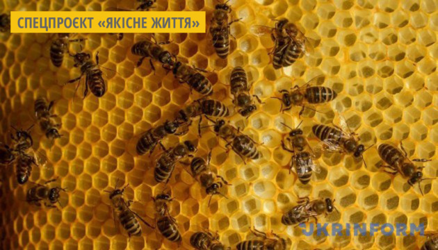 У Відні розводитимуть бджіл на даху складських приміщень