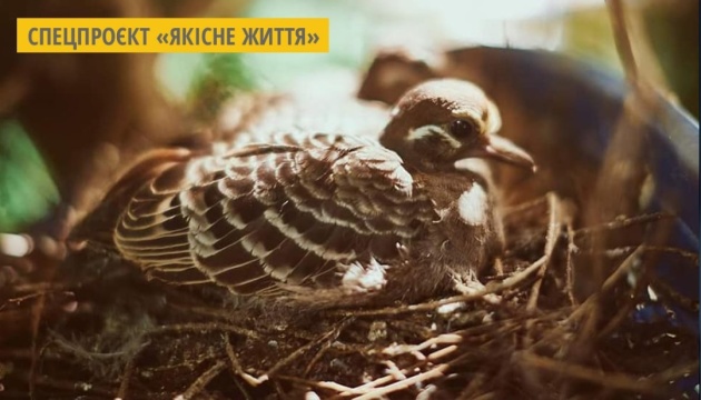 Біля Львова облаштували реабілітаційний центр для птахів
