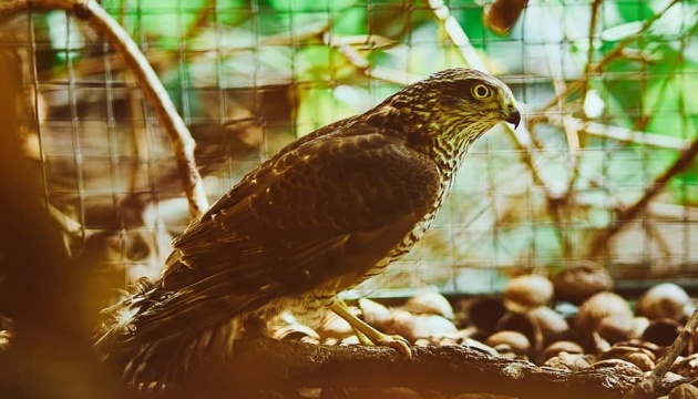 Un centre de soins pour oiseaux s’est ouvert dans la région de Lviv