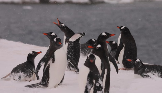 Залицяються та б’ються: у пінгвінів біля «Вернадського» - шлюбний сезон