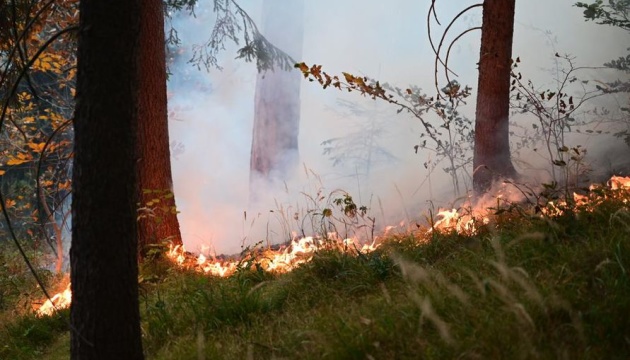 На сході Австрії вирує велика лісова пожежа