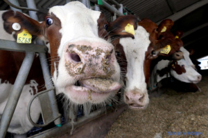 Аграрії отримали понад ₴116 мільйонів держкомпенсації за будівництво та реконструкцію ферм