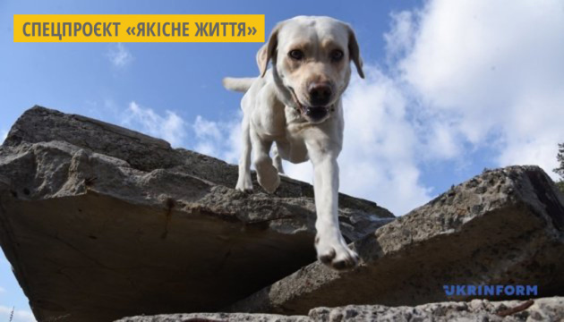 У Львові функціонує перший в Україні сенсорний сад для собак