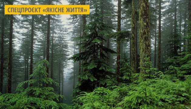 На Житомирщині виявили понад 59 тисяч  гектарів особливо цінних для збереження лісів