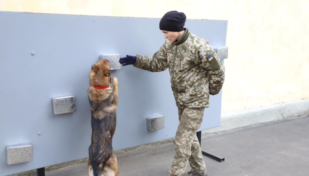 Собак-охоронців Президента тренують у кінологічному центрі на Львівщині