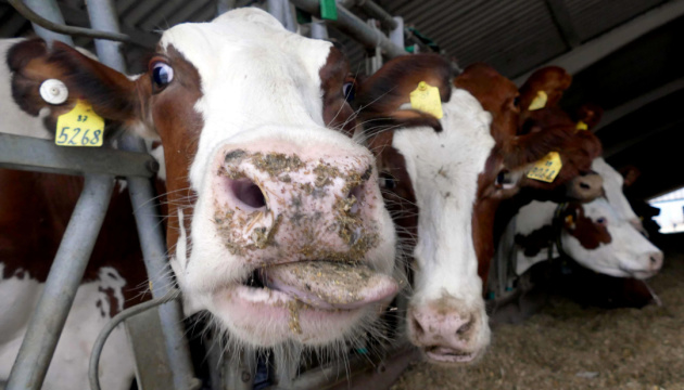 Молочні ферми на деокупованих територіях можуть збанкрутувати, бо не мають грошей на розмінування