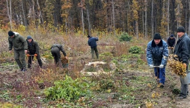 «Зелена країна»: на Черкащині висадили майже 12 тисяч саджанців дуба