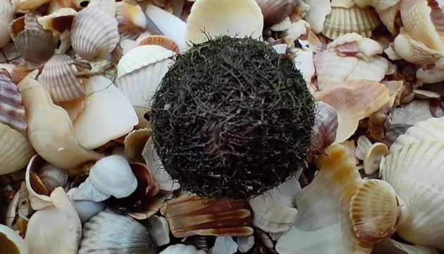 На пляжах Азовського моря помітили кулясті водорості