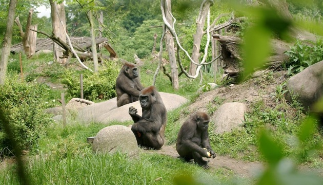 У Нідерландському зоопарку горили та леви заразилися коронавірусом