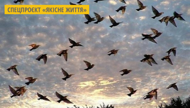 На Донеччині встановлюють світловідбиваючі маркери для захисту птахів
