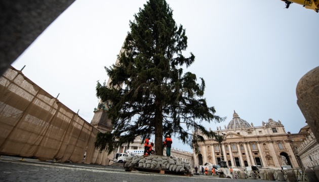 У Ватикан привезли 28-метрову різдвяну ялинку