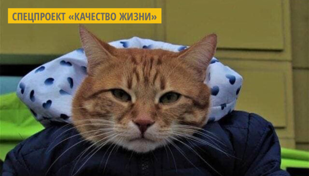 В Книгу рекордов Украины попал первый «социализированный» кот из Житомира