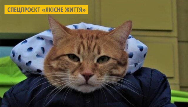 У Книгу рекордів України потрапив перший «соціалізований» кіт із Житомира