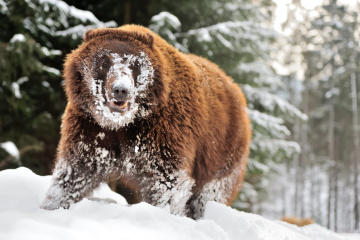 Osos de Synevyr se divierten disfrutando de la nieve en vez de hibernar 