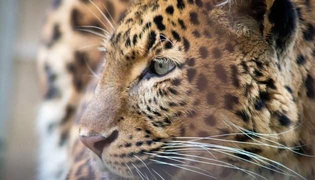 В Индии леопард пробрался в школу и покусал ученика