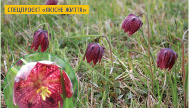 На Черкащині створили заказник для порятунку червонокнижної квітки