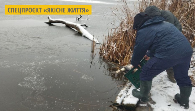 На Житомирщині випустили мальків товстолоба у  Бердичівське водосховище