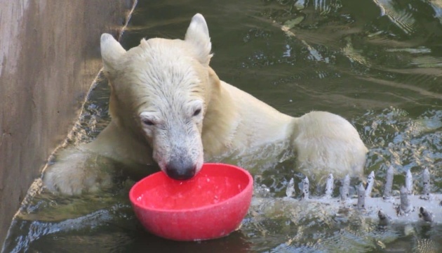 Біла ведмедиця Сметанка у Миколаївському зоопарку святкує чотириріччя