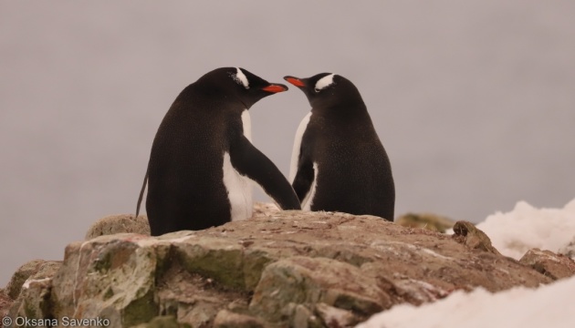 Біля станції «Академік Вернадський» на світ з’явилися малюки пінгвінів